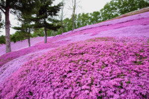 O fim do gramado tradicional tendencia 2026