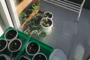 Plantas faceis estao deixando seu jardim mais fraco