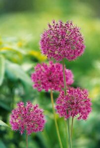 Seu jardim pode estar matando abelhas — e voce nem sabe 2