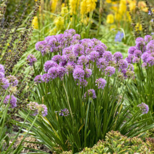 Seu jardim pode estar matando abelhas — e voce nem sabe