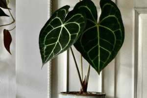 Vasos decorativos estao prejudicando suas plantas e ninguem fala disso 2