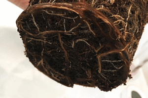 Vasos decorativos estao prejudicando suas plantas e ninguem fala disso