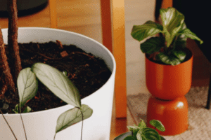 Vasos decorativos estao prejudicando suas plantas e ninguem fala disso 4