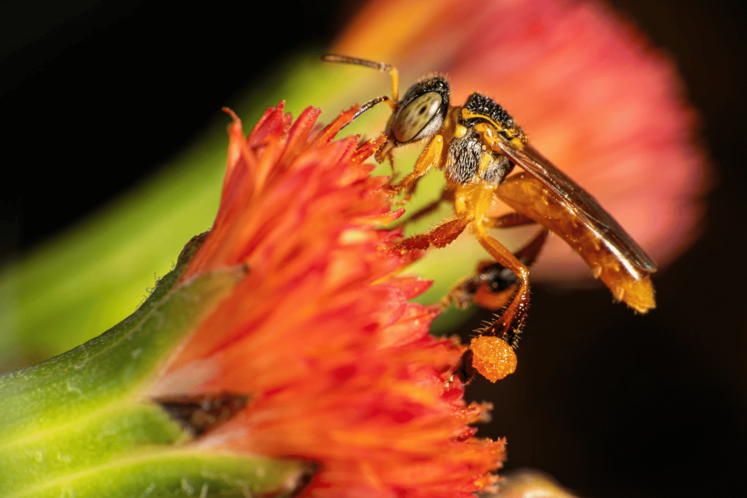Seu jardim pode estar matando abelhas — e você nem sabe