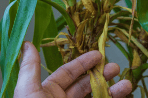 Voce esta regando errado — e esta sabotando suas plantas