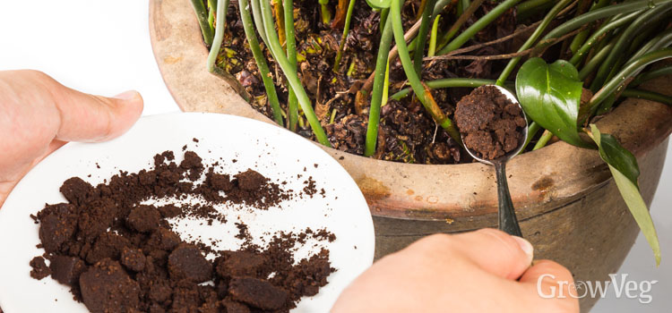 Adubo com borra de café: o jeito certo de usar (e o erro que pode prejudicar suas plantas) 5 https://gardenplannerwebsites.azureedge.net/blog/adding-coffee-grounds-to-plant-pot-2x.jpg