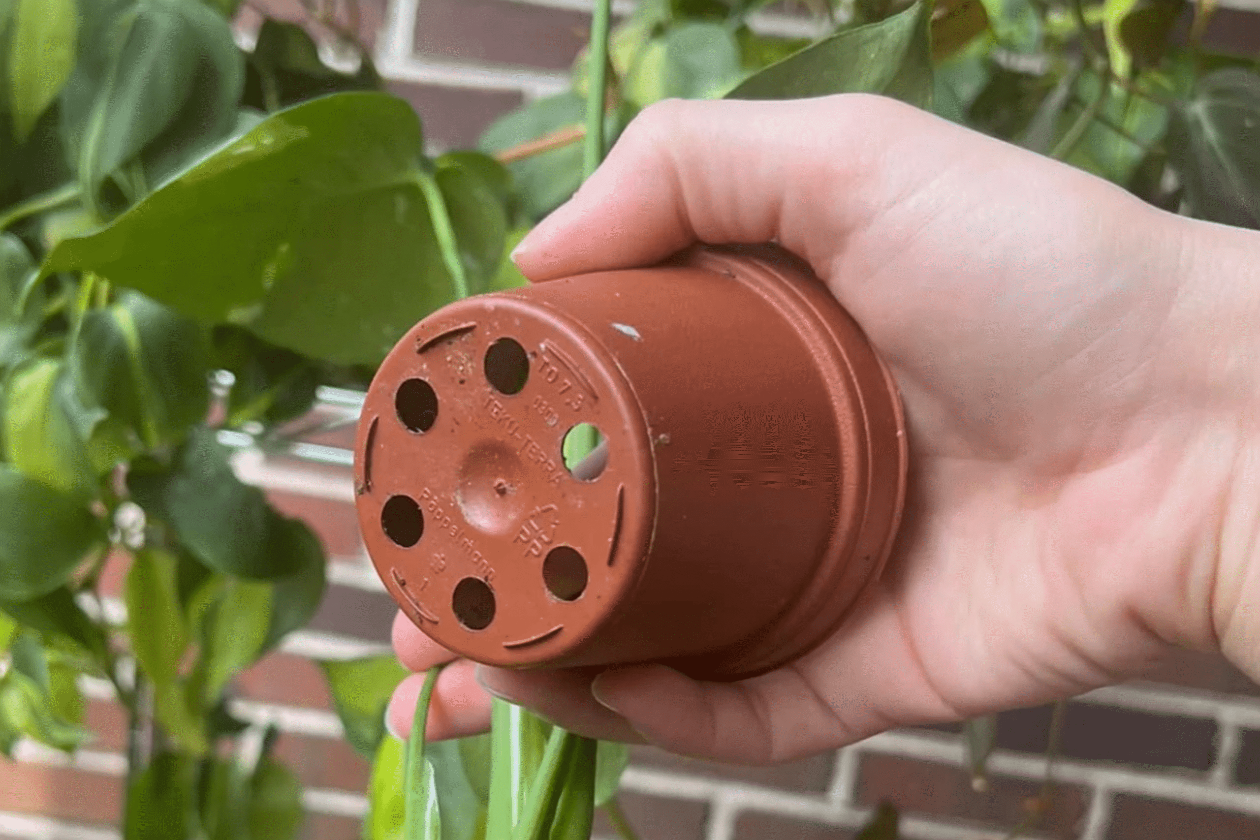 Adubo com borra de café: o jeito certo de usar (e o erro que pode prejudicar suas plantas) 6 https://bwhplantco.com/cdn/shop/articles/drainage_101_optimized_2000_efaff694-2a6b-4b22-8710-50c2b20eb30c.png?v=1746637210