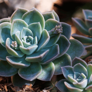 Echeveria cuidados: guia completo para cultivar suculentas saudáveis 3 echeveria cuidados 3