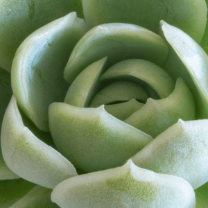 Echeveria cuidados: guia completo para cultivar suculentas saudáveis 2 echeveria cuidados 4