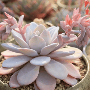 Echeveria cuidados: guia completo para cultivar suculentas saudáveis 1 echeveria cuidados