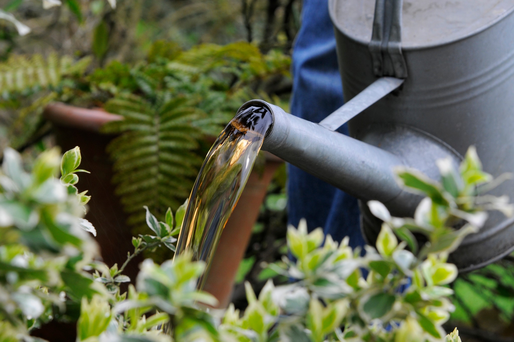 Adubo com borra de café: o jeito certo de usar (e o erro que pode prejudicar suas plantas) 8 https://images.immediate.co.uk/production/volatile/sites/10/2018/02/fdf9e101-48d3-4db2-aba4-b356a581eb8a-3e16e65.jpg?quality=90