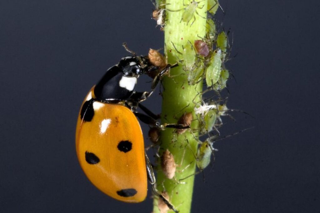 Como acabar com pulgão nas plantas: guia completo para eliminar e prevenir 3 image 3