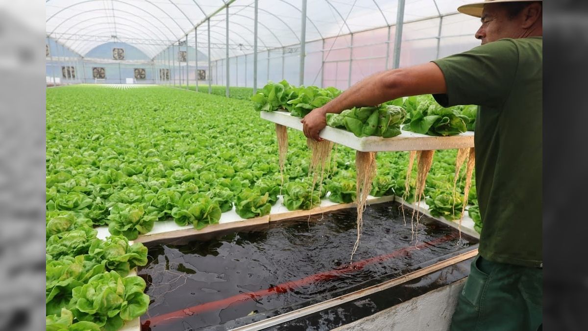 https://img.band.com.br/image/2023/11/14/producao-de-alface-em-piscinas-conta-com-nanotecnologias-155456.jpg