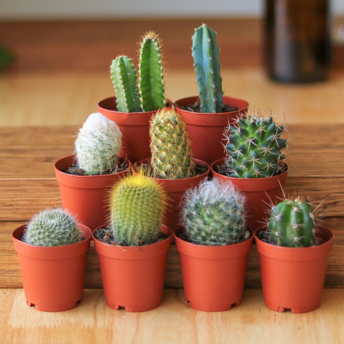 https://edsplantshop.com/cdn/shop/files/surprise-cactus-succulent-variety-pack-various-sizes-959364.jpg?v=1732259854