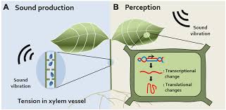 https://www.researchgate.net/publication/322796265/figure/fig1/AS%3A11431281245864159%401716250706474/Sound-production-and-perception-in-plants-A-Sound-production-Plants-produce-sound.tif