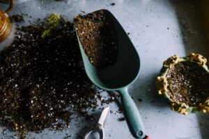 O Erro que Mata as Plantas no Outono (e que Quase Todo Mundo Comete)