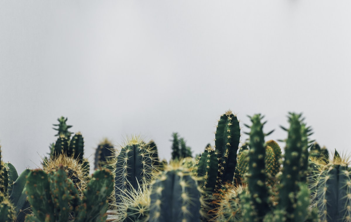 Plantas para Sol ou Sombra: Como Escolher Certo e Não Perder Mais Nenhuma